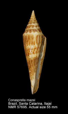 Conasprella mazei.jpg - Conasprella mazei(Deshayes,1874)